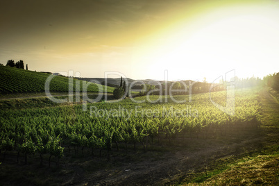 Vineyards in Tuscany