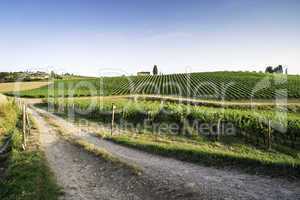 Vineyards in Tuscany