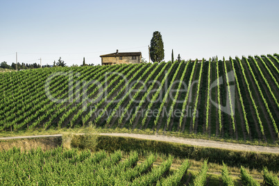 Vineyards in Tuscany