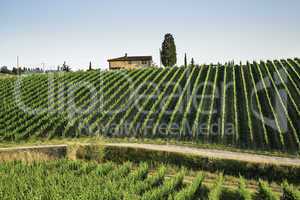 Vineyards in Tuscany