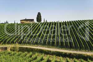 Vineyards in Tuscany