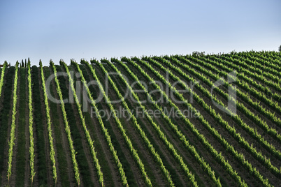 Vineyards in Tuscany