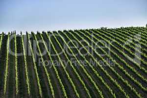 Vineyards in Tuscany