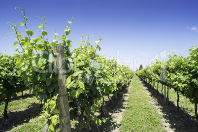 Green Vineyards