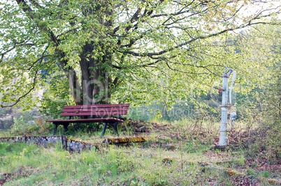 Baum mit Ruhebank