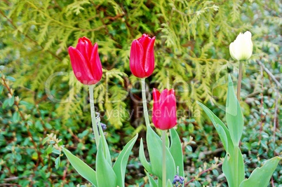 Tulpen bluehende