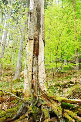 beschaedigter Baum