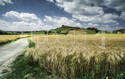 Cereal crops and farm in Tuscany