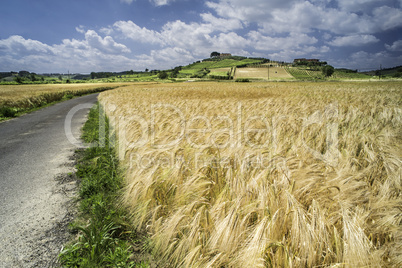 Cereal crops and farm in Tuscany