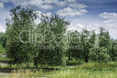 Olive trees in Italy