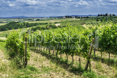Vine plantations in Italy