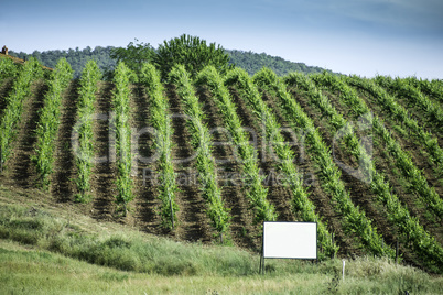 Vine plantations in Italy