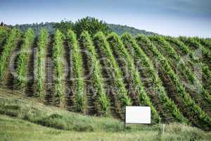 Vine plantations in Italy
