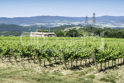 Vine plantations and farmhouse in Tuscany.