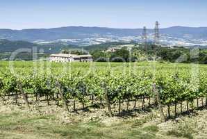 Vine plantations and farmhouse in Tuscany.