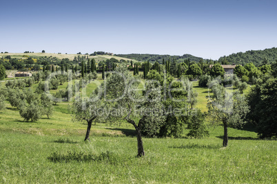 Olive trees in Italy