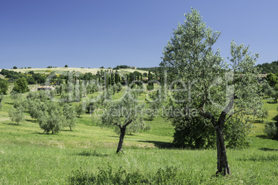 Olive trees in Italy