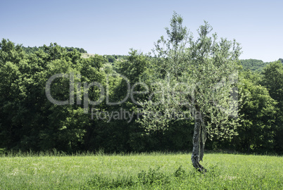 Olive trees in Italy