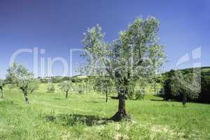 Olive tree in Italy
