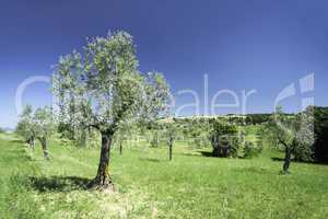 Olive tree in Italy