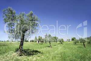 Olive tree in Italy