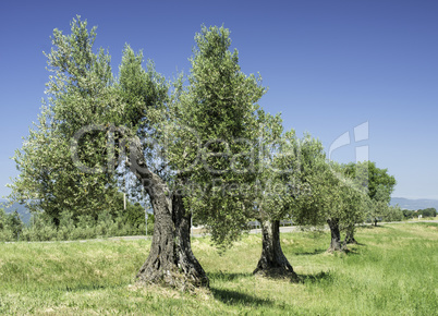 Olive tree in Italy