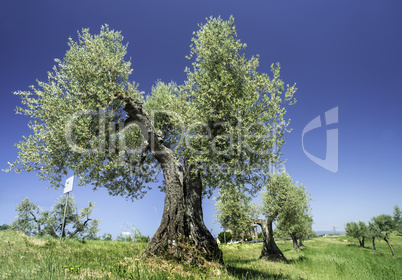 Olive tree in Italy