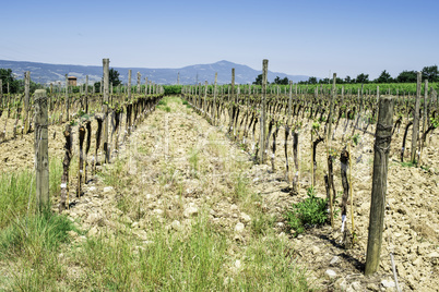 Budding vineyards