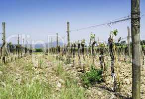 Budding vineyards