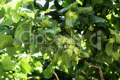 Branch with hazelnuts