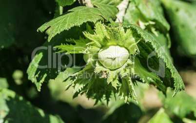 Branch with hazelnuts