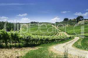 Vine plantations and farmhouse in Italy