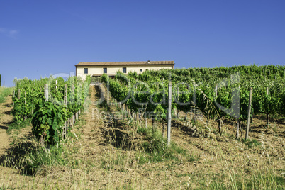 Vine plantations and farmhouse in Italy