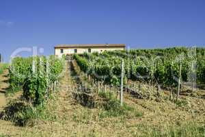 Vine plantations and farmhouse in Italy