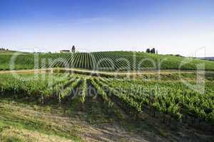 Vineyards in Tuscany