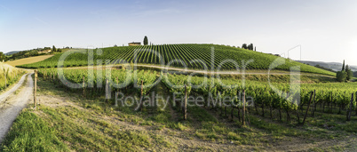 Vineyards in Tuscany