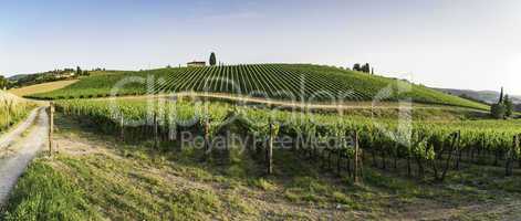 Vineyards in Tuscany