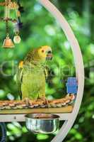 Green parrot