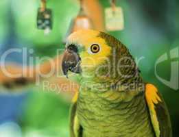 Green parrot