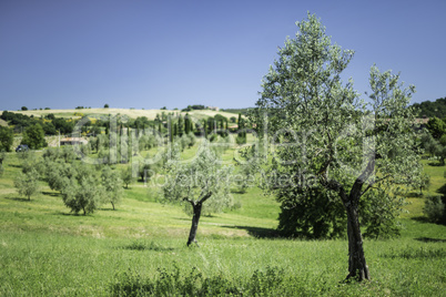 Olive trees in Italy