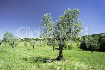 Olive tree in Italy