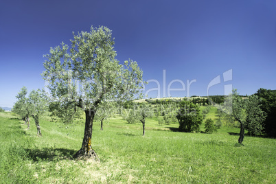 Olive tree in Italy