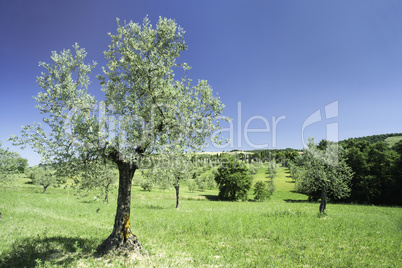 Olive tree in Italy