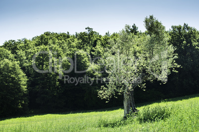 Olive trees in Italy