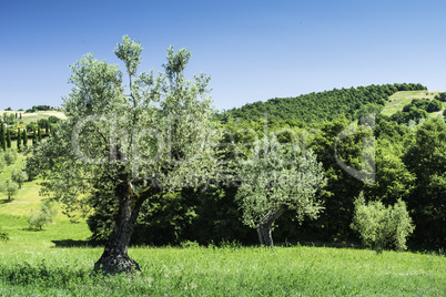 Olive trees in Italy