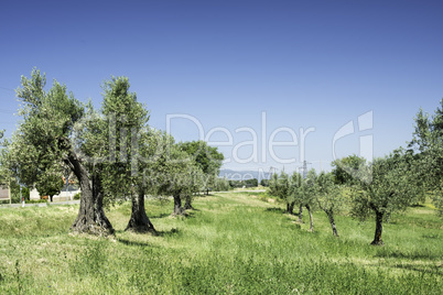 Olive trees in Italy