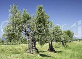 Olive tree in Italy