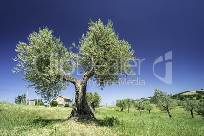 Olive tree in Italy