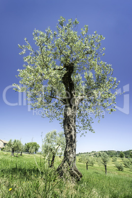 Olive tree in Italy