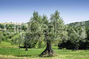 Olive tree in Italy